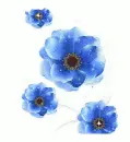 Blue flowers