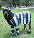 dog in the dunguen!!:0