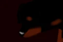 Cute Dog