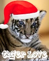 Avatar ~ Tiger Love