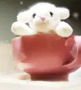 cute little sheep