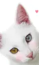 cute cat