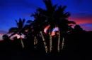 palm spring