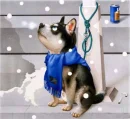 dog