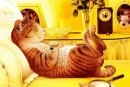 cat