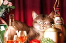 cat