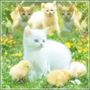 Cats