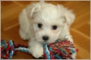 I love my dog Remi.