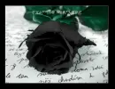 Fight for what's true rose