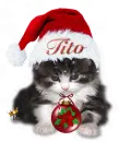 christmas cute kitten 