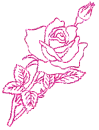 rosa