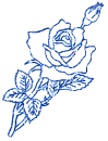 rosa