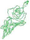 rosa