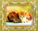 Baby Animals