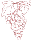 uva