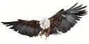 Eagle ~ Let Your Spirit Soar
