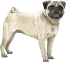 Pug Dog