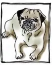 Pug Dog