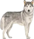 Husky Dog
