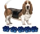 Basset Hound - Jessi