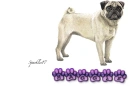 Pug - Maggie