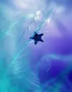 Beautiful Blue Star