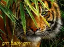 Tiger ~ grrr baby grrr