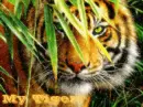 Tiger ~ My Tiger
