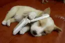 doggy