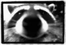 racoon