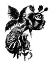 dark rose