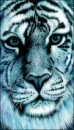 amizong tigger