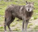 Wolf