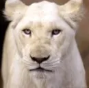 White lion