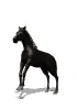 cheval