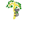 koala