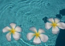 frangipani