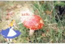 alice in wonderland