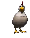 chicken laying an egg