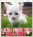 kitty sweet