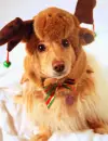 pretty dog christmas