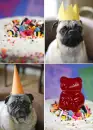 doggy