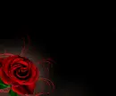 Red Rose