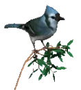 bluejay