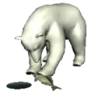polar bear catching fish