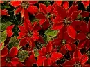 Red poinsettia
