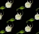 Flower rose
