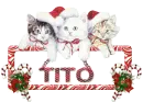 christmas cute kittens 