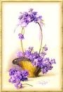 Violet Flowers