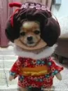 A strange "Geisha" ._.